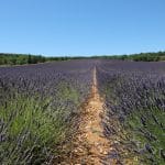 Lavendelfeld in der Provence unter blauem Himmel